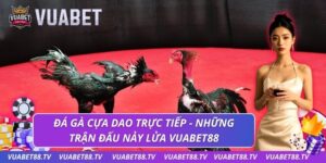 đá gà cựa dao trực tiếp