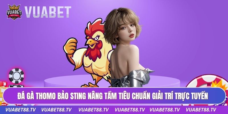 Đá gà thomo bảo sting nâng tầm tiêu chuẩn giải trí trực tuyến