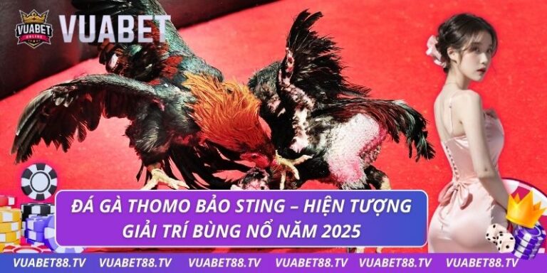 đá gà thomo bảo sting