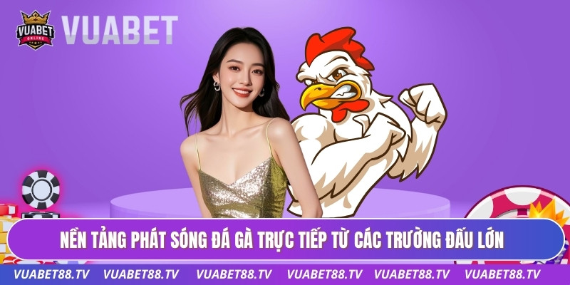 Nền tảng phát sóng đá gà trực tiếp từ các trường đấu lớn